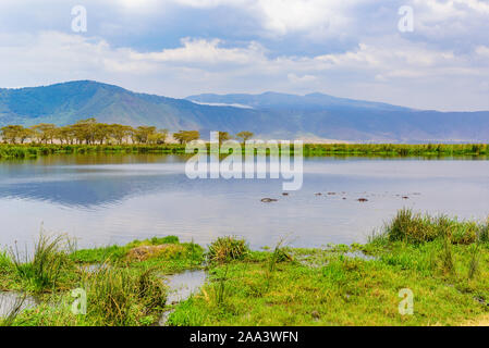 Hippo Pool im Ngorongoro Krater Nationalpark. Safari Touren in der Savanne von Afrika. Schöne Tiere in Tansania, Afrika Stockfoto