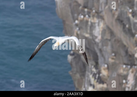 Northern Gannet (Morus bassanus) vor der Kolonie Klippe fliegen, ökologische Cape St. Mary's finden, Neufundland, Kanada Stockfoto