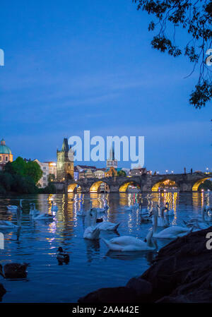 Schwäne auf der Moldau. Die Karlsbrücke und die Schwäne. Nacht Prag. Charles Bridge bei Nacht Stockfoto