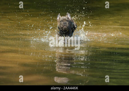 Französische Bulldogge, Welpen läuft durch den Fluss Stockfoto