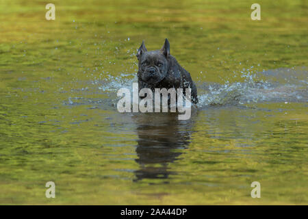 Französische Bulldogge, Welpen läuft durch den Fluss Stockfoto