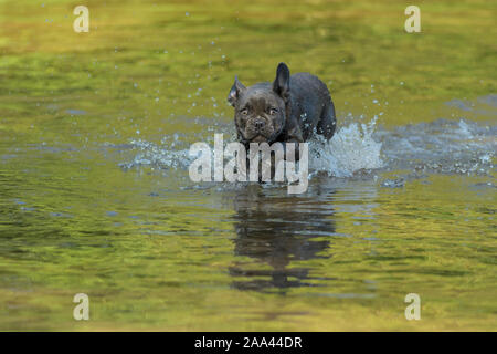 Französische Bulldogge, Welpen läuft durch den Fluss Stockfoto