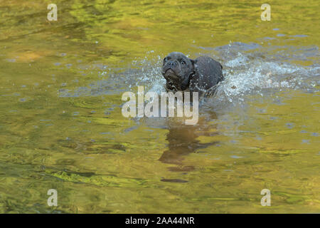 Französische Bulldogge, Welpen läuft durch den Fluss Stockfoto