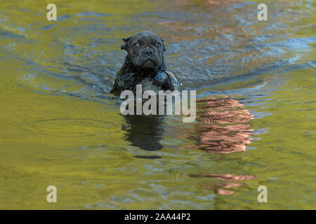 Französische Bulldogge, Welpen läuft durch den Fluss Stockfoto