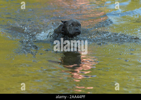 Französische Bulldogge, Welpen läuft durch den Fluss Stockfoto