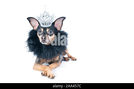 Hund in der Krone und einer Boa, ein König, der Prinz, isoliert auf einem weißen Porträt einer stilvollen Hund, Platz für Text Stockfoto