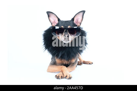 Luxus Hund mit dunkler Brille und Boa isoliert auf weißem Stockfoto