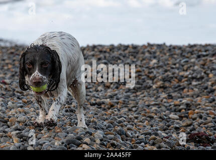 English Springer Spaniel in Meer Stockfoto
