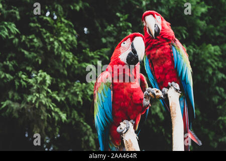 Red scarlet Macaw auf Zweig, bunte Papagei Vogel. Natur und Tiere. Stockfoto