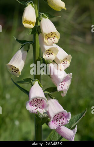 Blume Spike, pale pink gut markiert röschen von einem dekorativen Fingerhut (Digitalis purpurea) eine zweijährige Zierpflanzen Garten Pflanze, kann Stockfoto