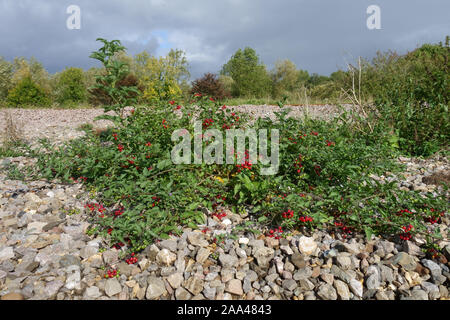 Woody nightshate oder bittersweel (Solanum dulcamara) Pflanze mit leuchtend roten Beeren wachsen in Kies neben einer Bahntrasse, September Stockfoto