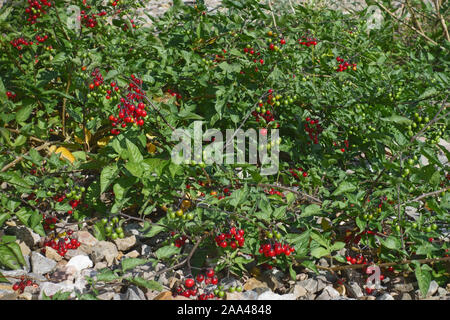 Woody nightshate oder bittersweel (Solanum dulcamara) Pflanze mit leuchtend roten Beeren wachsen in Kies neben einer Bahntrasse, September Stockfoto