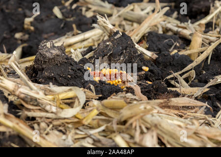 Nahaufnahme des cornfield mit Maiskolben, Kernel, maisfeldern und Rückstände mit schwarzem Schmutz bedeckt nach Reduzierte Bodenbearbeitung Bodenschutz mit Meißel Pflug Stockfoto