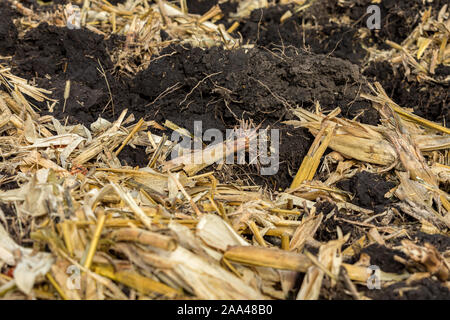 Nahaufnahme des cornfield mit maisstengel und Rückstände, mit schwarzem Schmutz Schollen nach dem Fall Reduzierte Bodenbearbeitung Bodenschutz mit Meißel Pflug Stockfoto