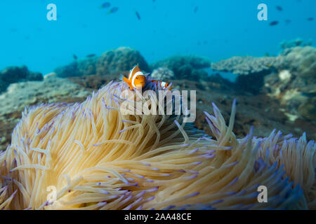 Clownfisch versteckt in einem Korallenriff, das Great Barrier Reef, Queensland, Australien Stockfoto