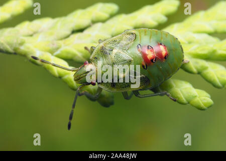 Dorsale Ansicht von Juniper Shieldbug endgültige instar Nymphe (Cyphostethus tristriatus) auf Cypress Tree Blätter thront. Tipperary, Irland Stockfoto