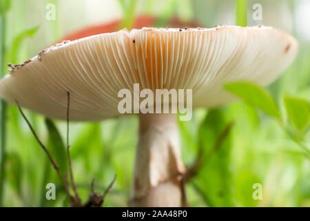 Nahaufnahme der Boden von einem Pilz. Es gibt über 10.000 Sorten von Pilzen in der Welt. Stockfoto