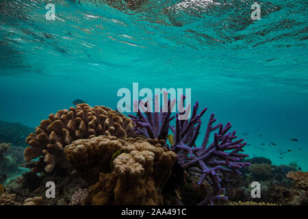 Korallenriff, das Great Barrier Reef, Queensland, Australien Stockfoto