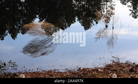 Reflexionen in einem Teich Stockfoto