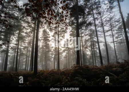 Rundumleuchte Woods im Herbst Nebel, Penrith, Cumbria Stockfoto