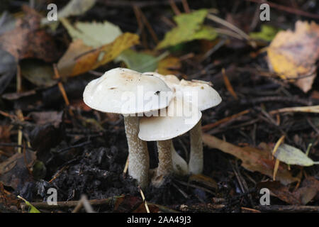 Hebeloma crustuliniforme, wie poisonpie oder Fee kuchen Pilz bekannt Stockfoto