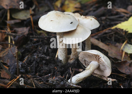 Hebeloma crustuliniforme, wie poisonpie oder Fee kuchen Pilz bekannt Stockfoto