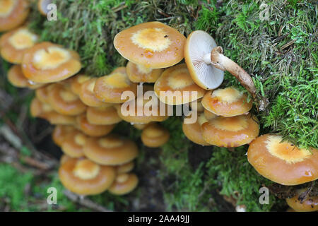 Kuehneromyces mutabilis (synonym: Pholiota mutabilis), bekannt als die ummantelten woodtuft, wilde essbarer Pilz aus Finnland Stockfoto