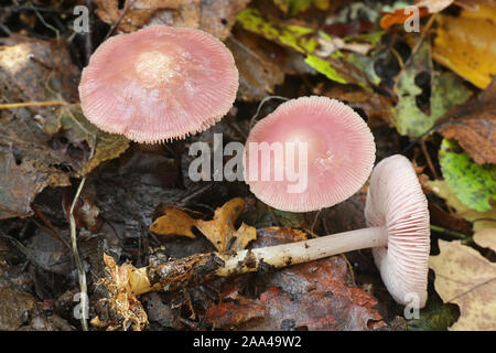 Mycena rosea, wie die rosigen Motorhaube bekannt, Wild Mushroom aus Finnland Stockfoto