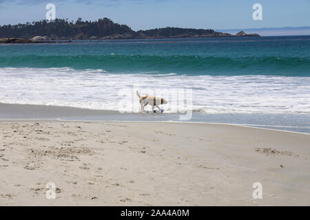 Hund in Surfen auf Carmel Beach Stockfoto