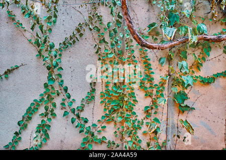 Rebsorten an der Wand. Efeu wand Markierungen Hintergrund. Stockfoto