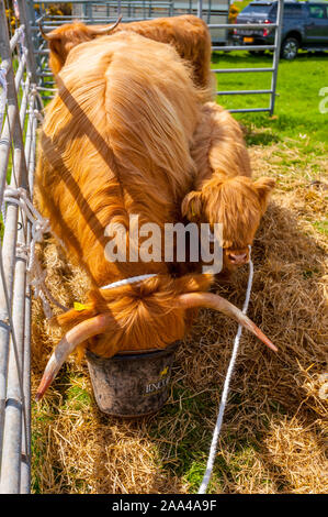 Highland Rinder im Dorf Vieh auf der Knapps Kilmacolm Schottland. Stockfoto