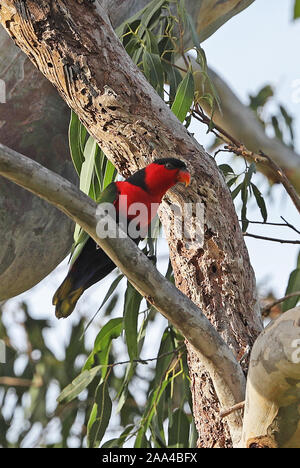 Black-capped Lory (lorius Lory erythrothorax) Erwachsenen auf dem Zweig Varirata National Park, Papua-Neuguinea Juni gehockt Stockfoto