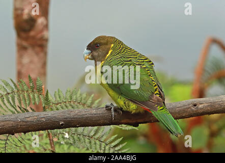 Brehm's Tiger - Papagei (Psittacella brehmii Githago) erwachsenen männlichen auf Zweig Kumul Lodge, Mount Hagen, Papua-Neuguinea Juli gehockt Stockfoto