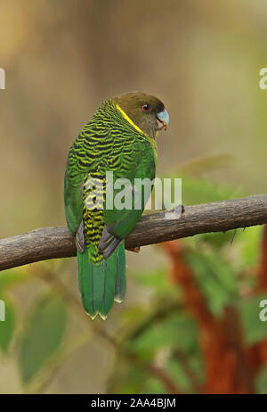 Brehm's Tiger - Papagei (Psittacella brehmii Githago) erwachsenen männlichen auf Zweig Kumul Lodge, Mount Hagen, Papua-Neuguinea Juli gehockt Stockfoto