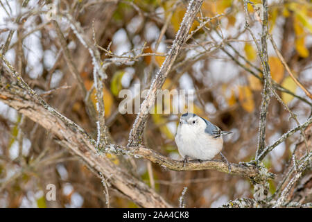 White-breasted Kleiber (Sitta carolinensis) auf einem Baum im Winter thront. Stockfoto