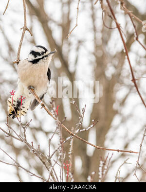 Eine weibliche Downy Woodpecker (Dryobates pubescens) mit einem verschneiten Hintergrund thront. Stockfoto