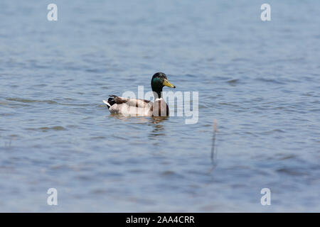 Drake eine männliche Stockente (Anas platyrhynchos) schwimmen. Stockfoto