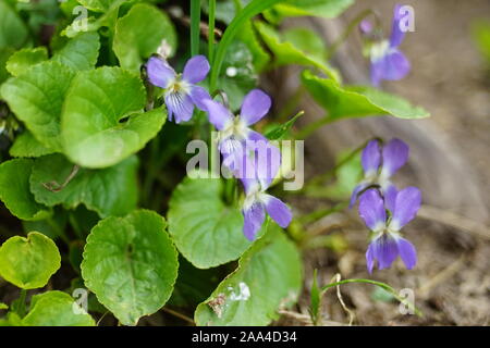 Die ersten Frühlingsblumen Veilchen duftenden Wachsen im Garten. Stockfoto