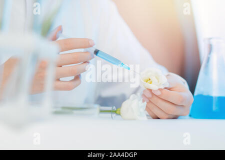Wissenschaftler entwickelt Naturkosmetik aroma Öl aus Blumen zu extrahieren. Knospen, Blätter der Glaskolben. Biotechnologie Konzept. Stockfoto