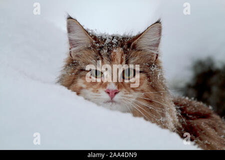 Eine lustige, Norwegische Waldkatze weiblichen Blick von einem hohen Schneeverwehungen Stockfoto