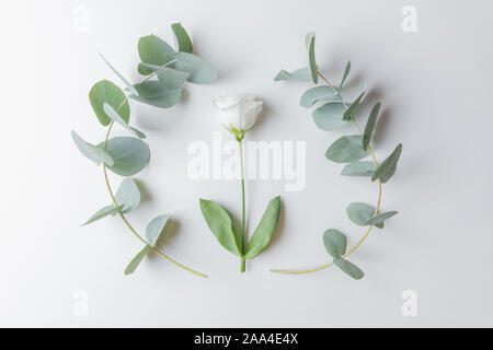 Zentrale Komposition weiße Blumen Hintergrund Minimalismus mit Eukalyptus, Ansicht von oben. Schönheit Konzept. Stockfoto