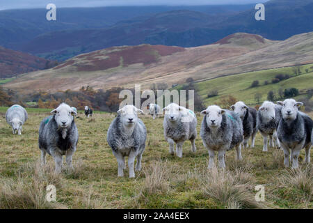 Herde Mutterschafe Herdwick auf Berggebiete Weiden an Tupping Zeit im Herbst. Cumbria, Großbritannien. Stockfoto