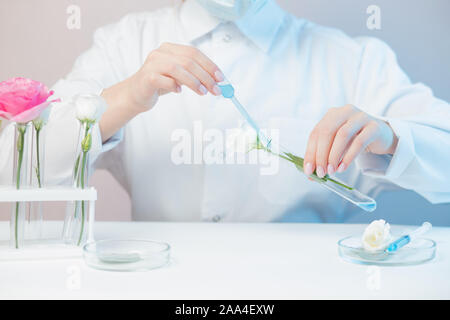 Wissenschaftler entwickelt Naturkosmetik aroma Öl aus Blumen zu extrahieren. Knospen, Blätter der Glaskolben. Biotechnologie Konzept. Stockfoto