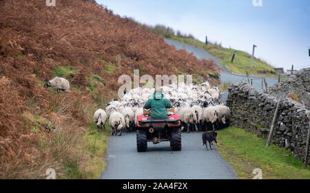 Hirten auf dem Quad fahren swaledale Mutterschafe eine Landstraße in Swaledale North Yorkshire, Großbritannien Stockfoto