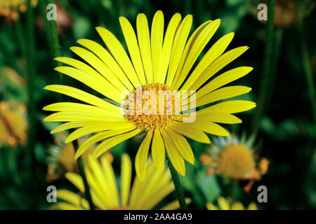 Nahaufnahme von einzelne gelbe Blume des Anmerkungen caucasicum (Leopards bane) Stockfoto