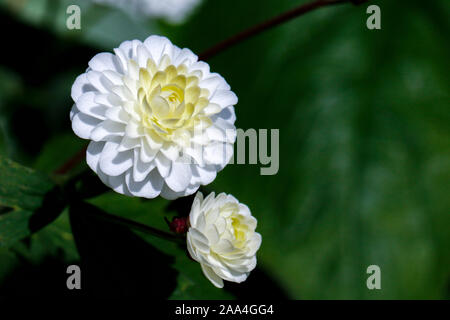 In der Nähe von weißen Blumen der Ranunculus aconitifolius (Batchelor's-Tasten) Stockfoto