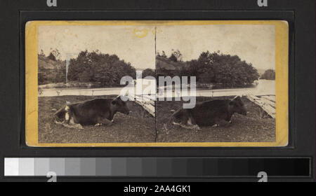 Blick von D.J.Auchmoody, J. Loeffler, A.W. Tice und andere Fotografen und Verlage. Robert Dennis Sammlung von stereoskopische Ansichten. Blick in Ulster County: Berg, Stadt und Land, auch die Städte Ellenville, hohe Wasserfälle, Kingston, Pine Hill, Rosendale, Saugerties, Resorts mit Blick auf den Mt. Haus, Woodstock und Lake Minnewaska; die Delaware und Hudson Canal, Eingang der Shawangunk Tunnel auf der New York Oswego und Midland Railroad; eine Kuh auf Rondout Creek oder auf den Kanal.; Alle ruhig auf Rondout Creek. Stockfoto