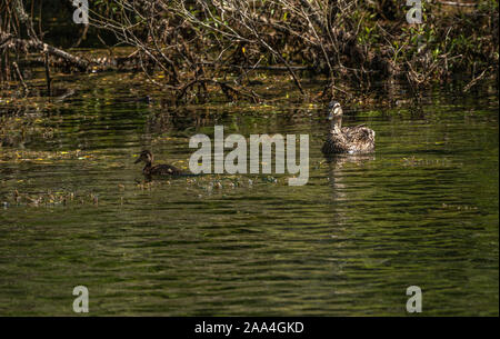 Ente und entlein Fütterung auf Waikato River Stockfoto