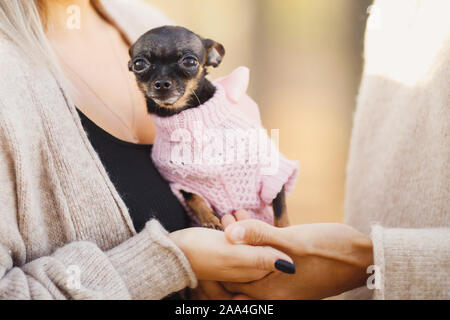 Paar Streicheleinheiten in warmen hellen Pullover holding Zwerg Hund in ihren Händen. Kinderfreie Konzept. Stockfoto
