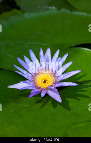 Nahaufnahme von Purpur Gelb Lotus Flower Stockfoto